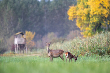 Obraz na płótnie Canvas Hind red deer female and fawn standing in forest in front of watchtower in autumn