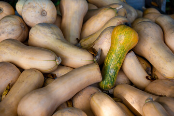 Along pumpkins in different colors