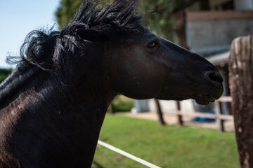 profilo di cavallo frisone nero  nella campagna lombarda - obrazy, fototapety, plakaty