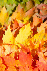 Naklejka na ściany i meble Autumn multicolored maple leaves background. Fallen autumn leaves with copy space. Color gradient surface of foliage. Selective focus on texture of red, orange, yellow, green leaves.
