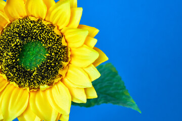 Close-up of a beautiful sunflower on a blue background.
