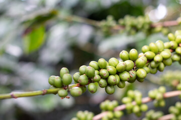 Coffee tree branch with many green or unripe coffee beans. Green coffee close up on out of focus background.