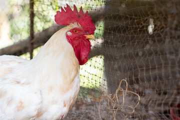 Beautiful white rooster with red crest inside his cage. Waxed and calm rooster. Cage background out of focus.