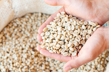 Two hands full of dry coffee and showing it to the camera. coffee commercial concept. close up coffee with background of a sack of coffee out of focus.