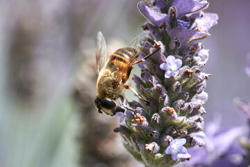Abeja que no se cansa