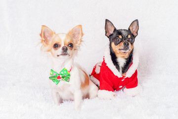 Pets and Christmas.Two dogs in Christmas clothes at home on a white plaid.