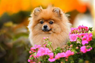 red pomeranian spitz dog portrait with pink flowers outdoors