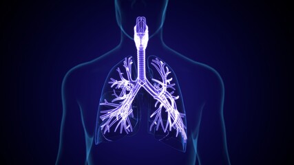 3d illustration of human lungs respiratory system anatomy. - obrazy, fototapety, plakaty