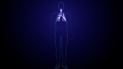 3d illustration of human lungs respiratory system anatomy.