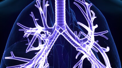 3d illustration of human lungs respiratory system anatomy.
