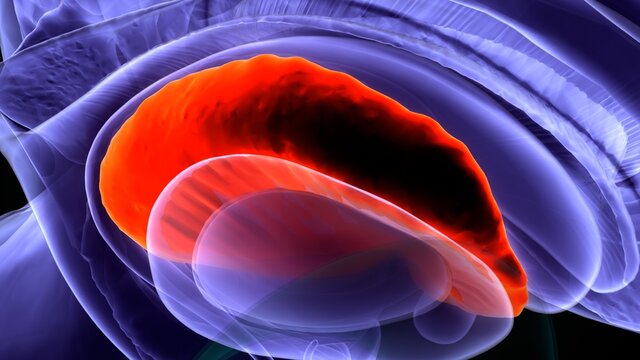 3d Illustration Of Human Brain Brain Caudate Nucleus Anatomy.