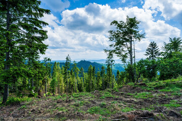 Polish mountain view in Beskid Sadecki, Beskids, Beskidy summer view on red trail to the Hala Labowska in Beskids mountains in Poland