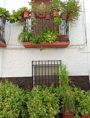 window with flowers