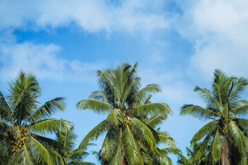 Fototapeta na wymiar Coconut cluster on palm tree, beautiful fresh leaf with background blue sky. Tropical fruits vegetation