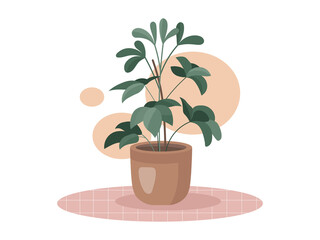 Home Schefflera in a pot illustration. Vector Schefflera isolated on white abstract background. Botanical cozy colored green Schefflera leaves illustration for natural design in modern style

