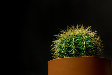Echinocactus grusonii, commonly called mother-in-law's seat, golden ball, golden barrel or hedgehog cactus, is a species belonging to the Cactaceae family in a clay-colored pot and black background