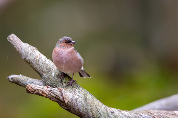 Common chaffinch sitting in the wood at autumn