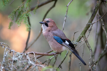 the eurasian jay sitting on the tree in forest at autumn