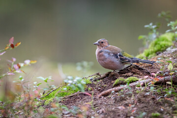 Common chaffinch sitting in the wood at autumn