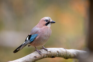 the eurasian jay sitting on the tree in forest at autumn
