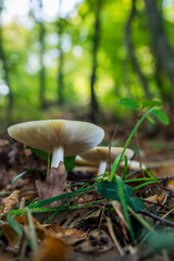 Mushrooms growing at ground level in a humid forest with the ground full of fallen autumn foliage