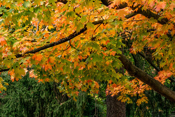 Spectacular Maple tree turns from greenthrough orange and red seen on a sunn autumn day in bright sunlight in front of a fir hedge.