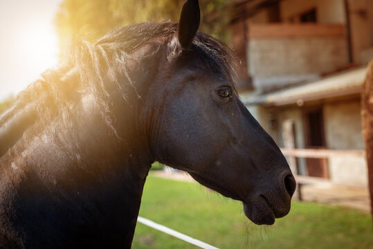 profilo di cavallo frisone nero  nella campagna lombarda