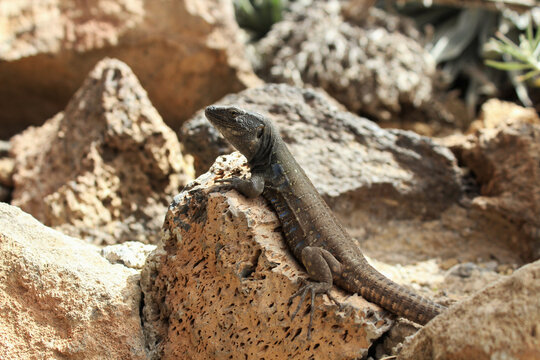 Closeup shot of the Gallot's lizard (Gallotia galloti) lying on the stone