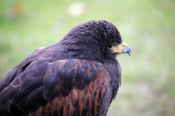 Sehr schöner Greifvogel