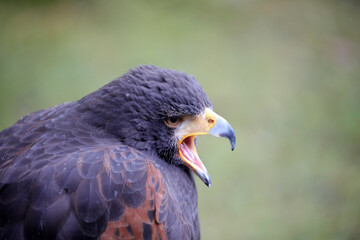 Sehr schöner Greifvogel