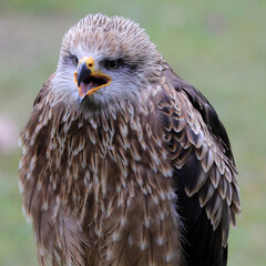 Sehr schöner Greifvogel