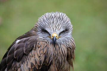 Sehr schöner Greifvogel