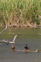 White rock lake, Dallas, Texas.