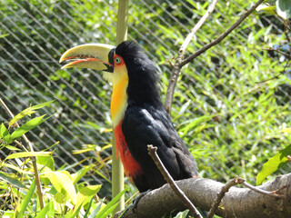 Tucano no zoológico