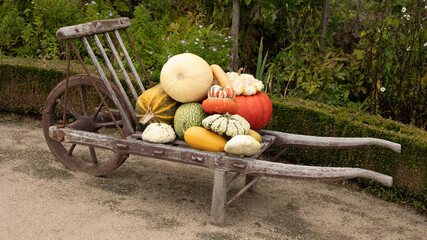 Pumpkins and gourds on an old wooden hand cart