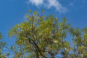 Green sea buckthorn tree on blue sky background