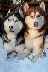 Two husky dogs lie together on snow and look at each other.
