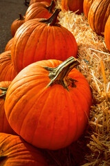 orange pumpkins closeup stem detail in row on bales of hay autumn scene