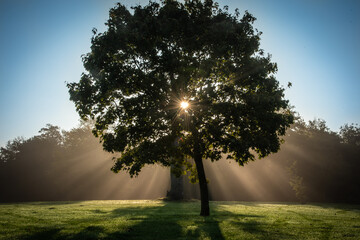 Sunrise behind the tree in a park on a foggy morning, Brighton, East Sussex, UK. - obrazy, fototapety, plakaty