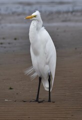 Great Egret