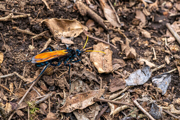 Red sensors. Insects in Costa Rica, Monteverde rainforest.