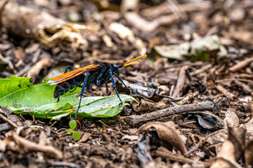 Red sensors. Insects in Costa Rica, Monteverde rainforest.