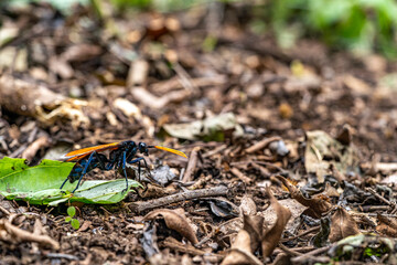 Red sensors. Insects in Costa Rica, Monteverde rainforest.