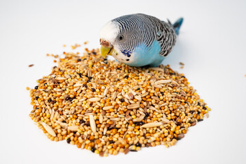 Blue wavy parrot eats bird food on a white background. pet shop.