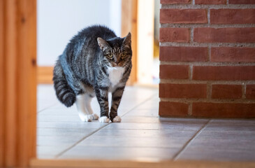 A tabby cat with green eyes is standing in a hallway with an arched back. It's glaring at the...