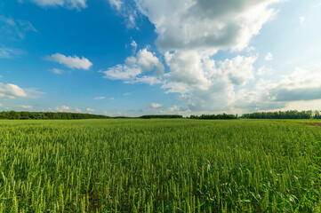 Wide-angle landscape with a wheat field in the Moscow region