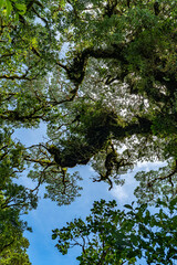Tropical plants and trees combinations in Costa Rica, Monteverde rainforest.