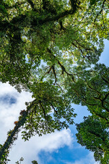Tropical plants and trees combinations in Costa Rica, Monteverde rainforest.
