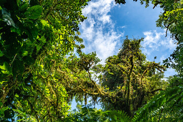 Tropical plants and trees combinations in Costa Rica, Monteverde rainforest.