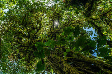 Fototapeta premium Tropical plants and trees combinations in Costa Rica, Monteverde rainforest.